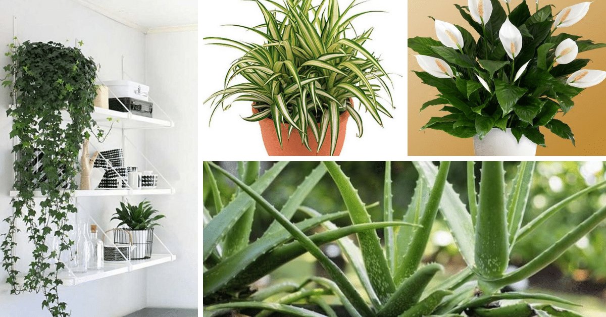 Plantas que Purificam o Ar