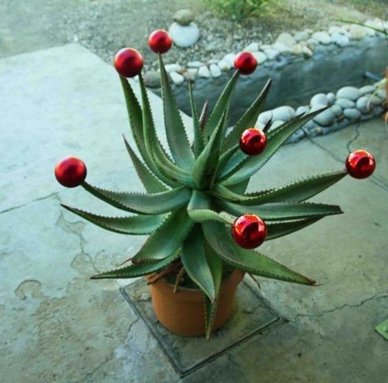 decoracao criativa de natal com cactus 6