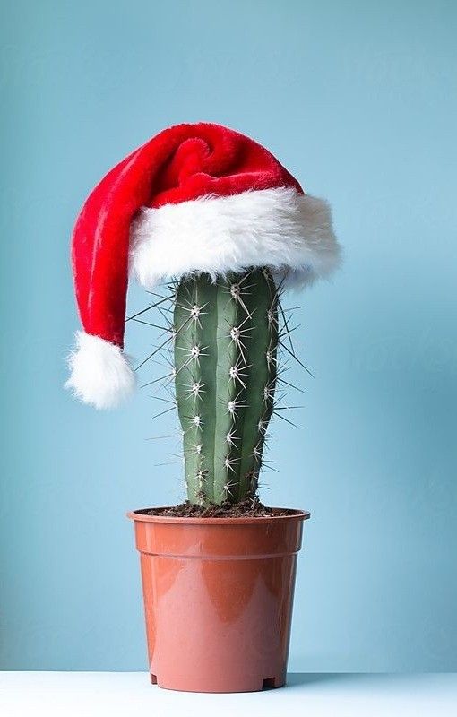 decoracao criativa de natal com cactus 8