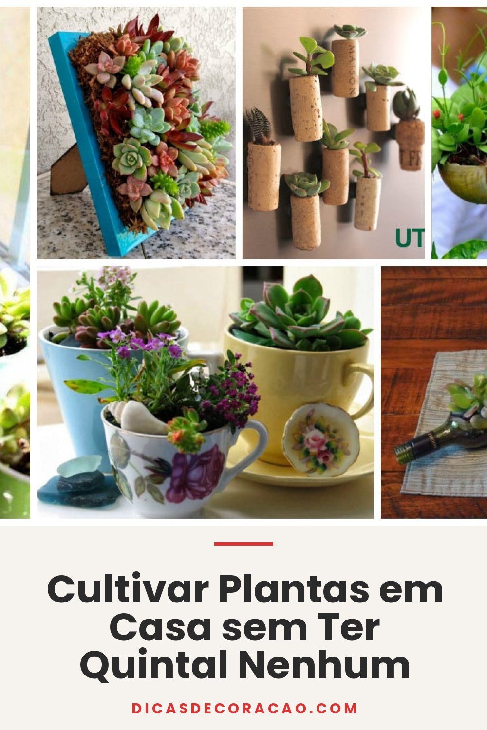 Cultivar Plantas em Casa sem Ter Quintal Nenhum
