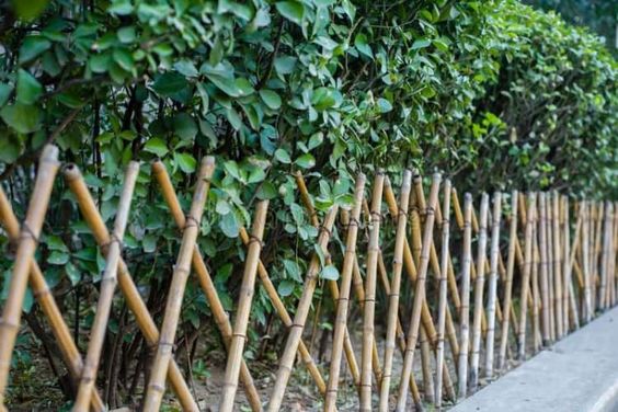 ideias de cercas de bambu para o seu jardim 1