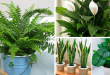 melhores plantas casa