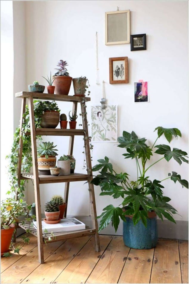 plantas dentro de casa 5