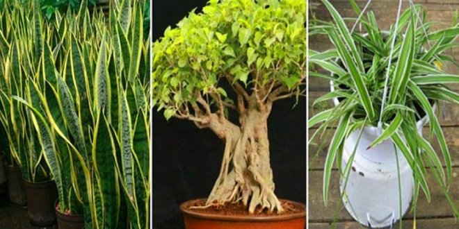 plantas para dormir melhor
