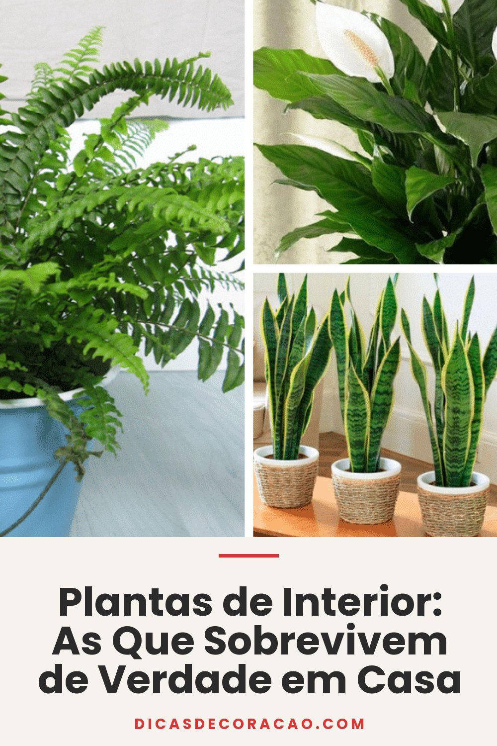 Plantas de Interior: As Que Sobrevivem de Verdade em Casa