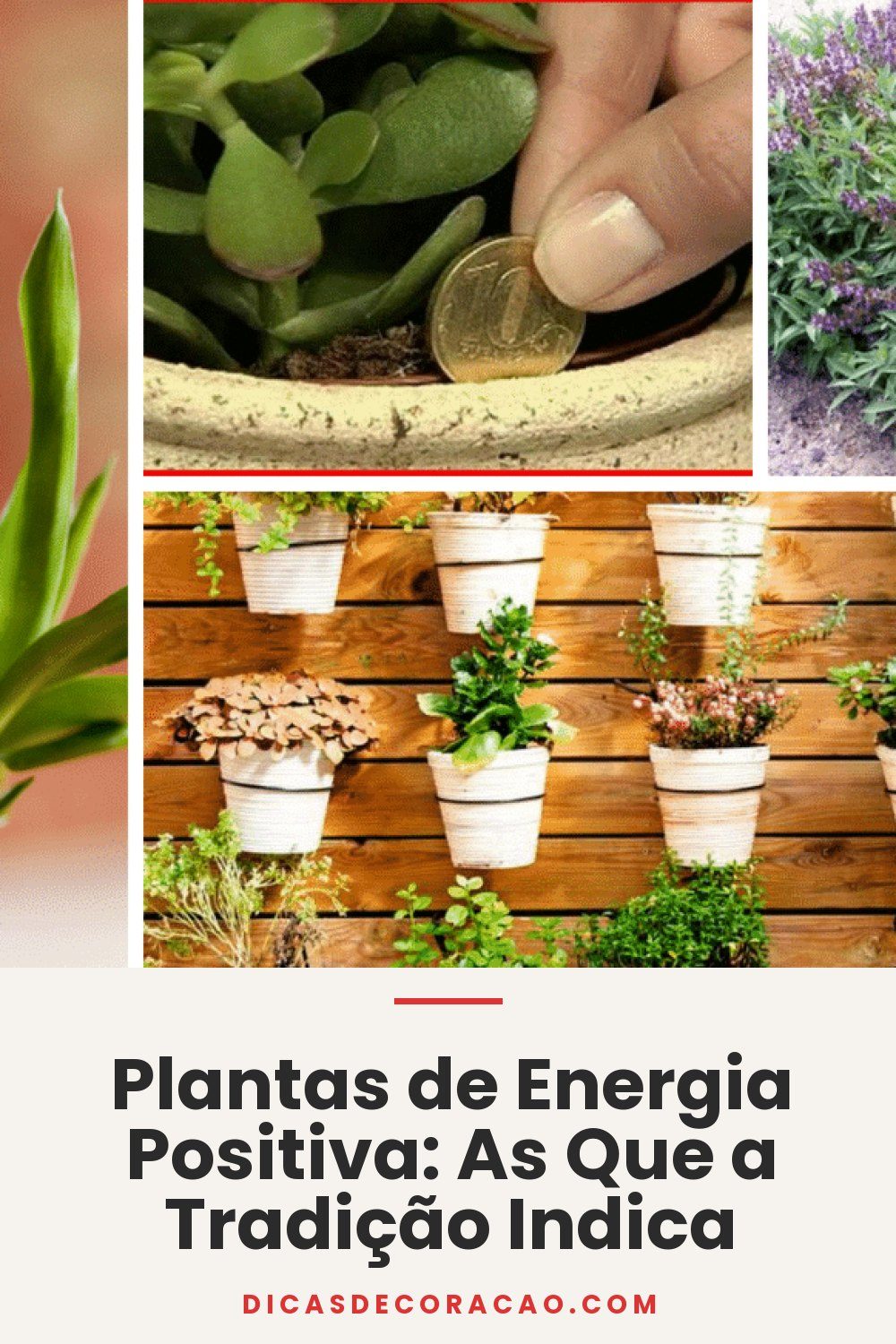 Plantas de Energia Positiva: As Que a Tradição Indica
