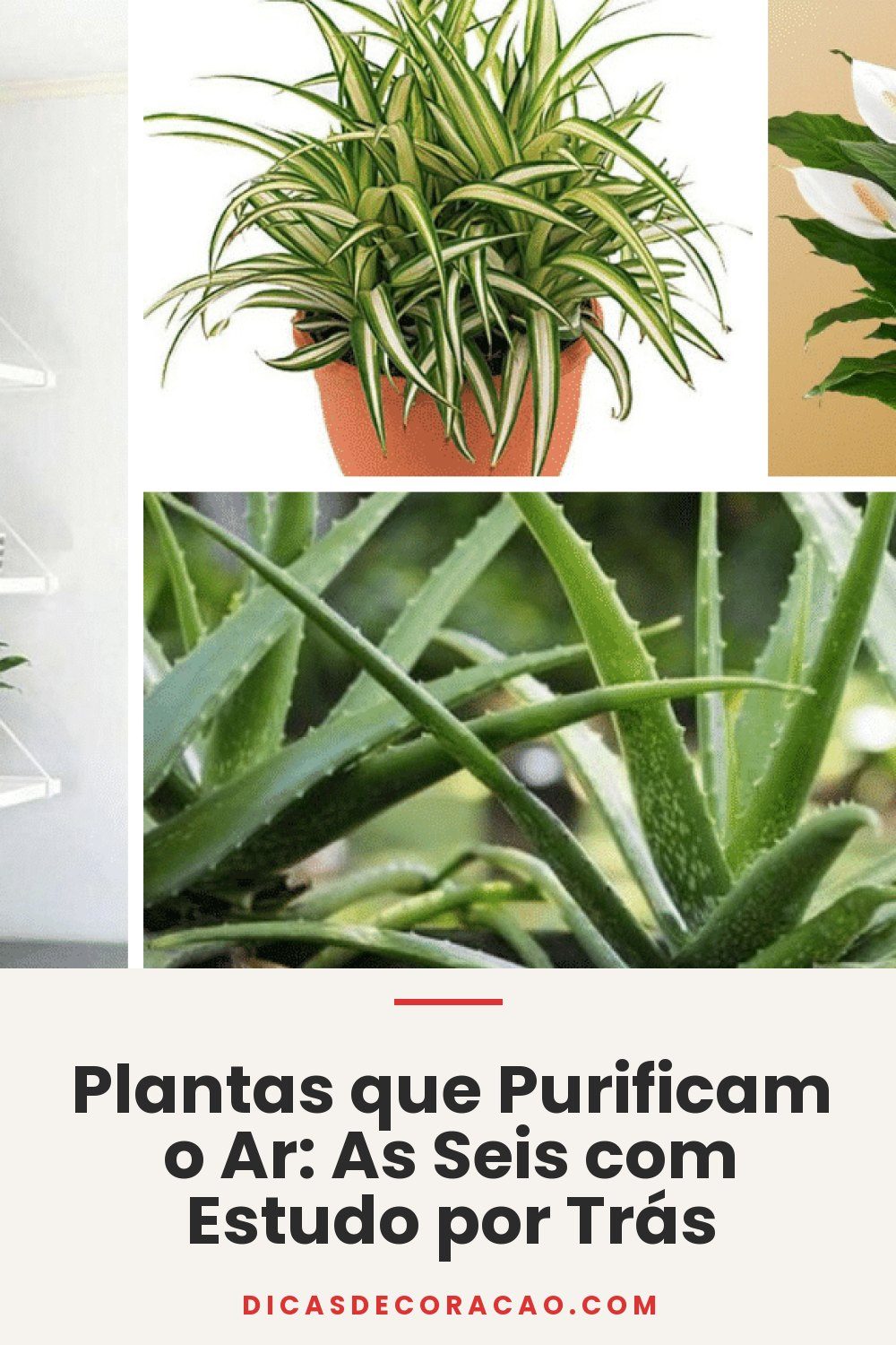 Plantas que Purificam o Ar: As Seis com Estudo por Trás