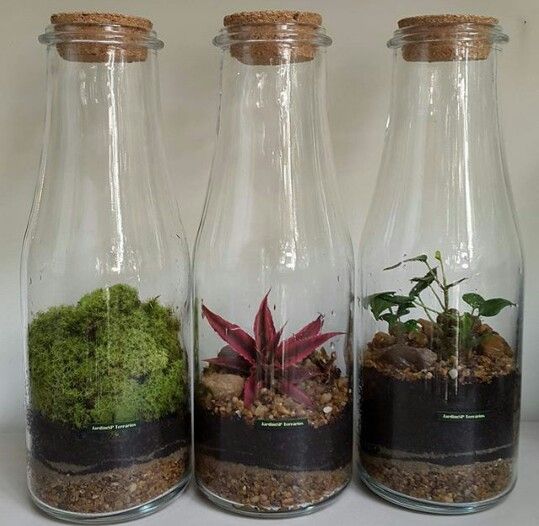 terrarios feitos em garrafas e potes de vidro 5