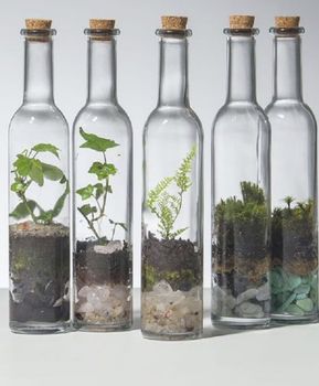 terrarios feitos em garrafas e potes de vidro