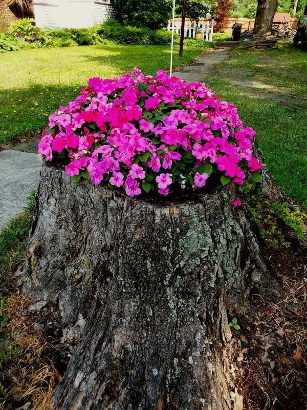 usar troncos de arvores no cultivo de flores 6